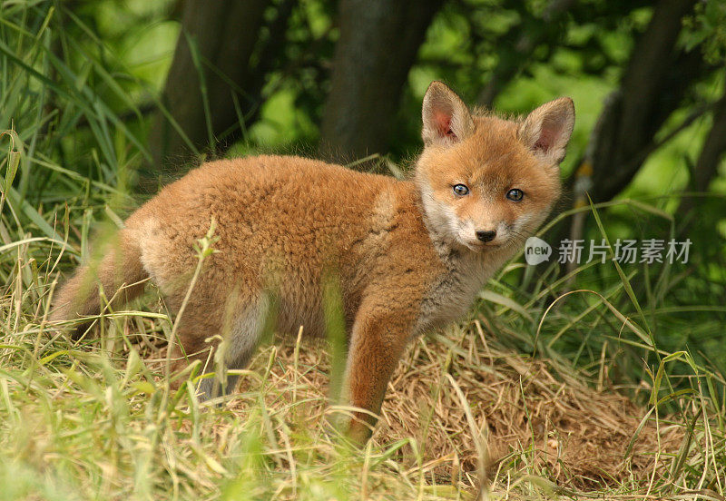 小红狐(Vulpes vulp.)